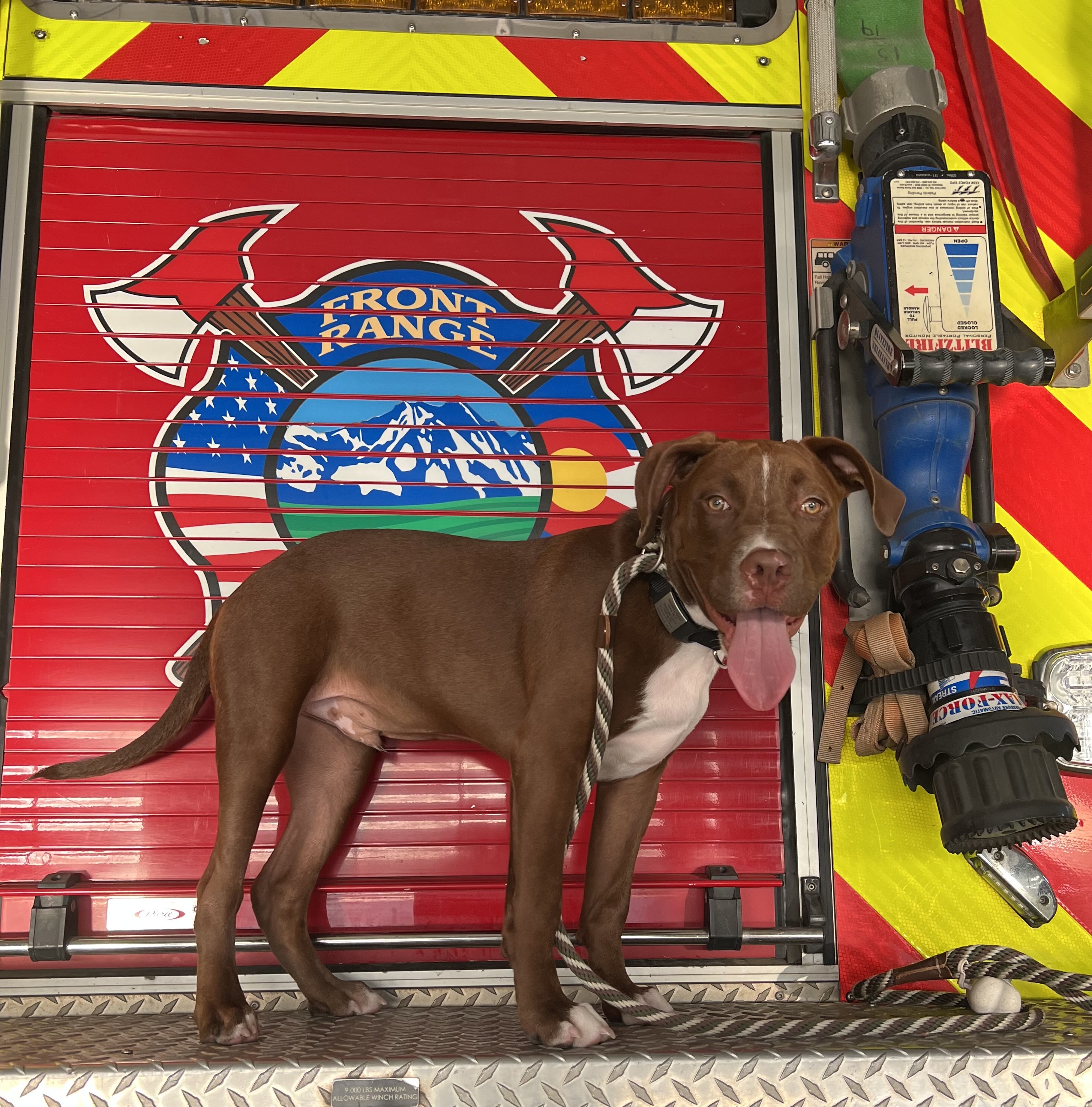 dog on fire engine